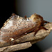 Scarce Prominent Side