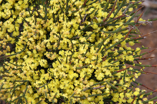 Wattle flowers
