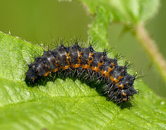 Emperor Moth Caterpillar