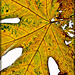 Golden Maple Leaf Abstract