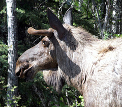 Close Moose