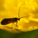 Micropterix calthella Moth