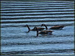 Geese Trio on Howard Prairie Lake