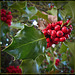 Holly Bush with Beautiful Red Berries