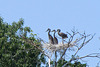 Young Herons on Nest