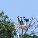Young Herons on Nest
