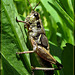 Amazing Short-Horned Grasshopper