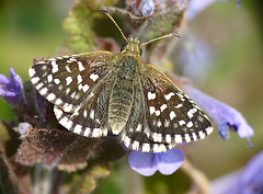 Grizzled Skipper Open