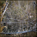 Misty Morning Spider Web