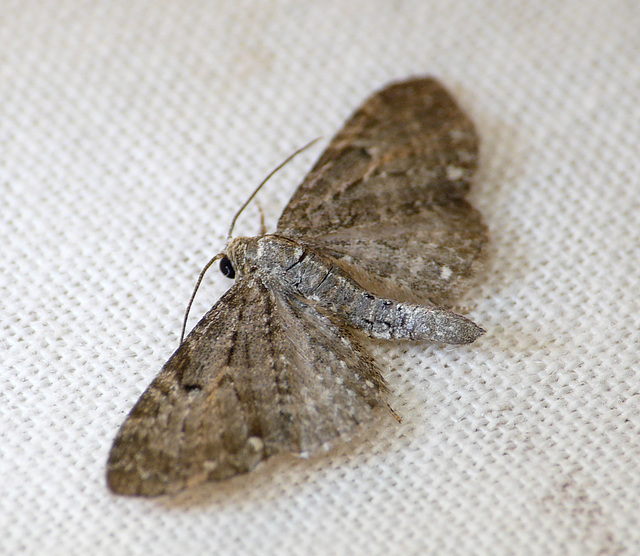 White-spotted Pug