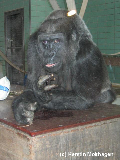 Gorilladame Mimi (Wilhelma)