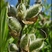 Lupine Seed Pods