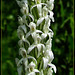 White Bog Orchid Close-Up