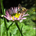 Bee on Aster