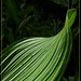 Corn Lily Leaf
