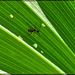 Ant on Corn Lily Leaf
