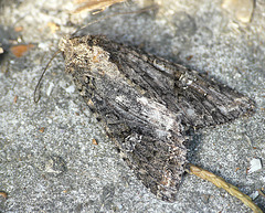Cabbage Moth -Top