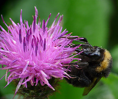 Knapweed and Bee