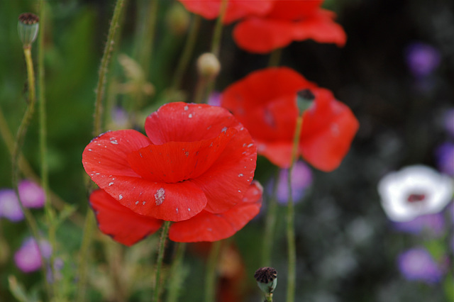 Poppies In Death Throes