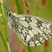 Roosting Marbled White Butterfly