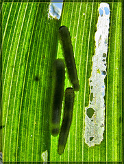 Glowing Caterpillers on Corn Lily Leaf