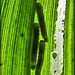 Glowing Caterpillers on Corn Lily Leaf