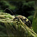 Ornate Checkered Beetle on Corn Lily 2