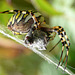 Wasp Spider -Side