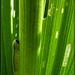 Caterpiller on Corn Lily Leaf