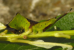 Puss Moth Caterpillar