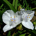 Spiderwort Flowers - White