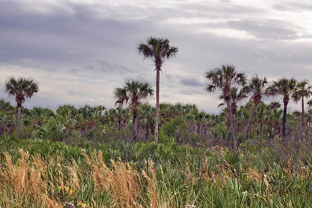 Palm Trees at Day's End – Merritt Island, Florida