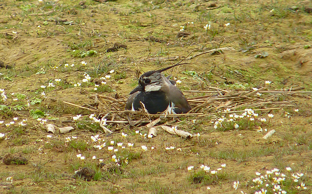 Lapwing on Nest