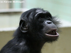 Bonobo / Zwergschimpanse (Wilhelma)