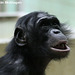 Bonobo / Zwergschimpanse (Wilhelma)