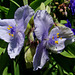 Spiderwort Flowers - Pale Lavender