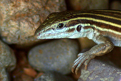 A Sonoran Spotted Whiptail