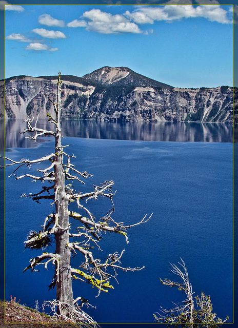Silver Tree Against Crater Lake