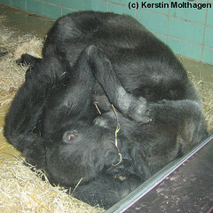 Gorilladame Mimi mit Sohn Meru (Wilhelma)