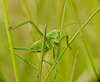 Great Green Bush Cricket Nymph