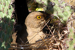 Curve-billed Thrasher in the Cholla Cactus by ThreadedThoughts