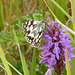 Marbled White on Marsh Orchid