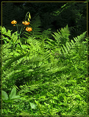Wiggin's Lilies and Ferns