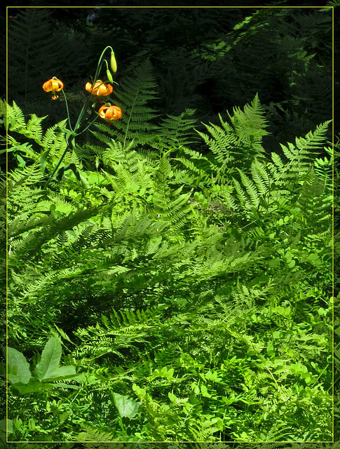 Wiggin's Lilies and Ferns