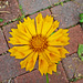 Coreopsis with Quilled Petals