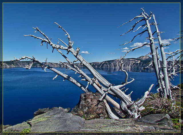 Trees Project: Tree(s) without Leavess--Fallen Bleached Trees on Wizard Island at Crater Lake, Oregon
