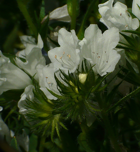 White Bugloss