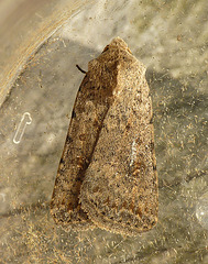 Very Large Pale Mottled Willow