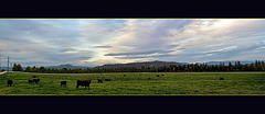 Pasture and Sunset Panorama