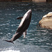 Leaping Cetacean